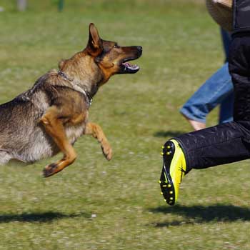 German Shepherd Dog Chase